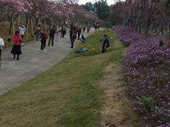 -天适樱花悠乐园
