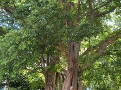 -香港佐治五世纪念公园