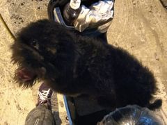 -佳百利宠物(荣乐中路115弄小区店)