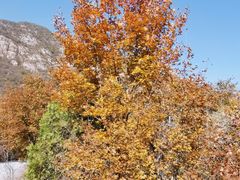 -白水寺森林公园