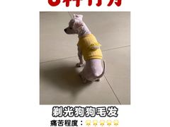 -立德动物医院·异宠·CT·鹦鹉(天河店)