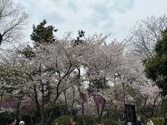 -红梅公园
