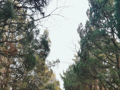 -八大关景区