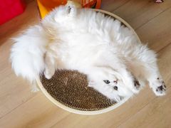 -瑞派康怡24h宠物医院·犬猫医疗中心·微创绝育(瑞景分院)