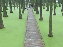-渌洋湖湿地公园
