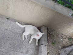 -北京赛佳动物医院