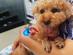 -爱侣宠医·鹦鹉专科·小型哺乳类·异宠专科(灵石路店)