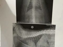 -美联众合动物医院·24h转诊中心