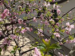 -桃花堤公园