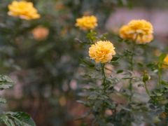 -人民公园(罗湖区)