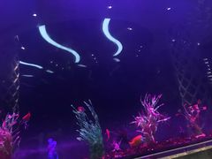 -瑞德姆美人鱼海底演艺主题餐厅(亚龙湾店)