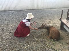 -鹿境梅花鹿生态园区