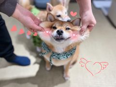 -逗柴咖啡屋·狗咖猫咖宠物桌游