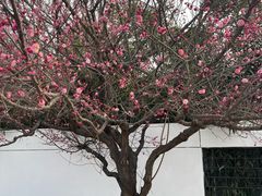 -石家庄市植物园