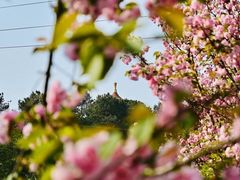 -铁山坪森林公园