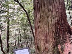 -天目山大树王景区