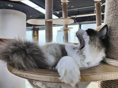 -蓝鲸·缅因猫舍