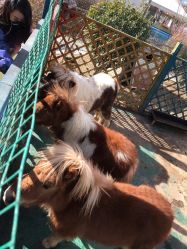 -萌宠亲子动物乐园(槐房万达店)