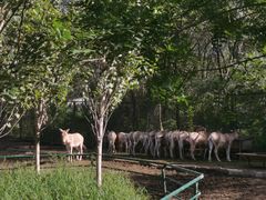 -沈阳森林动物园