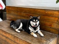 -柴犬高等学院·狗咖·柴犬售卖·宠物训练