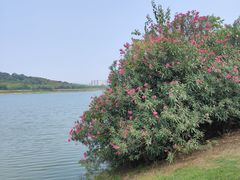 -羊山湖公园