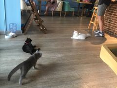 -猫咪咖啡·猫咖(万达广场店)