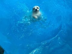 -宠物寄养训练学校