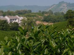 -帐篷客·溪龙茶谷度假酒店