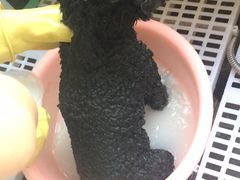 -宠伴小精灵宠物店(鼓楼店)