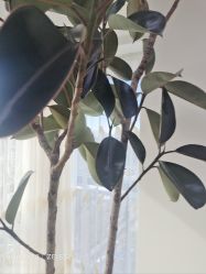 -HEYAN荷妍专业脱毛连锁机构