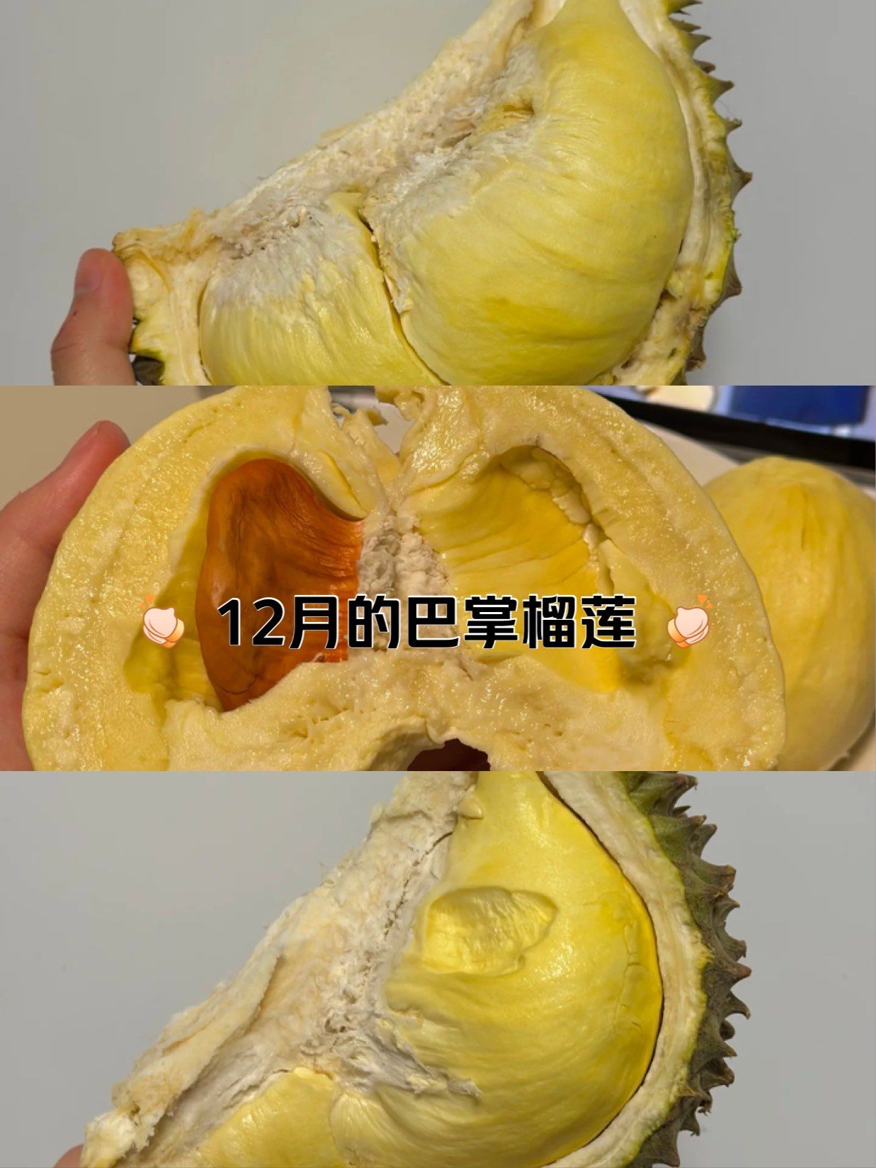 12月的巴掌榴莲