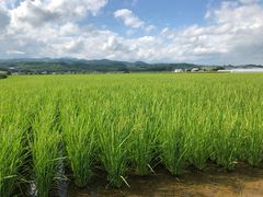 -富田农场