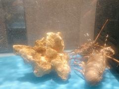 -Mr·Fish鱼鲜生海鲜放题(银泰in99店)