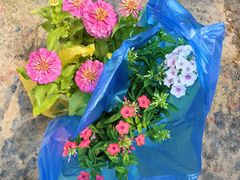 -龙大花卉苗木市场