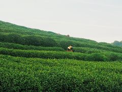 -午潮山国家森林公园