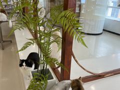 -共舞时光猫咖·狗咖(新街口店)