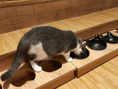 -啵啵喵·猫咖(攀华国际店)