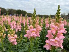 -海心沙亚运公园