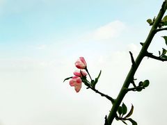 -枫林花海