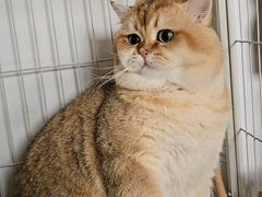 -中农大我爱我爱动物医院·核磁CT·猫病·24小时夜诊中心(石佛营店)