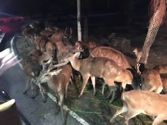 -清迈夜间动物园