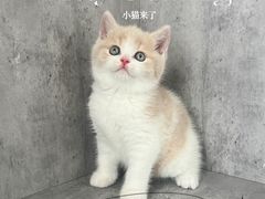-小猫来了·猫舍(红山六九七九店)