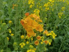 -三圣花乡旅游区