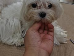 -鑫艺宠物美容培训学校