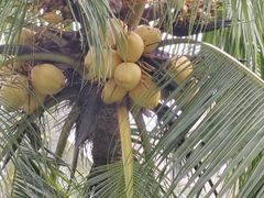-东郊椰林