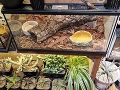 -Rabbit Cafe私房西餐甜点咖啡(栖霞路店)