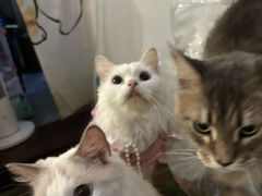 -楼上猫咖(罗湖店)