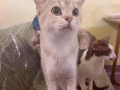 -猫色咖啡·猫咖