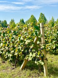 -圣露庄园·草坪婚礼·宴会厅·会议