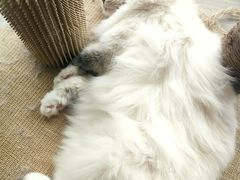 -藏猫猫咖啡主题馆(中央大道店)